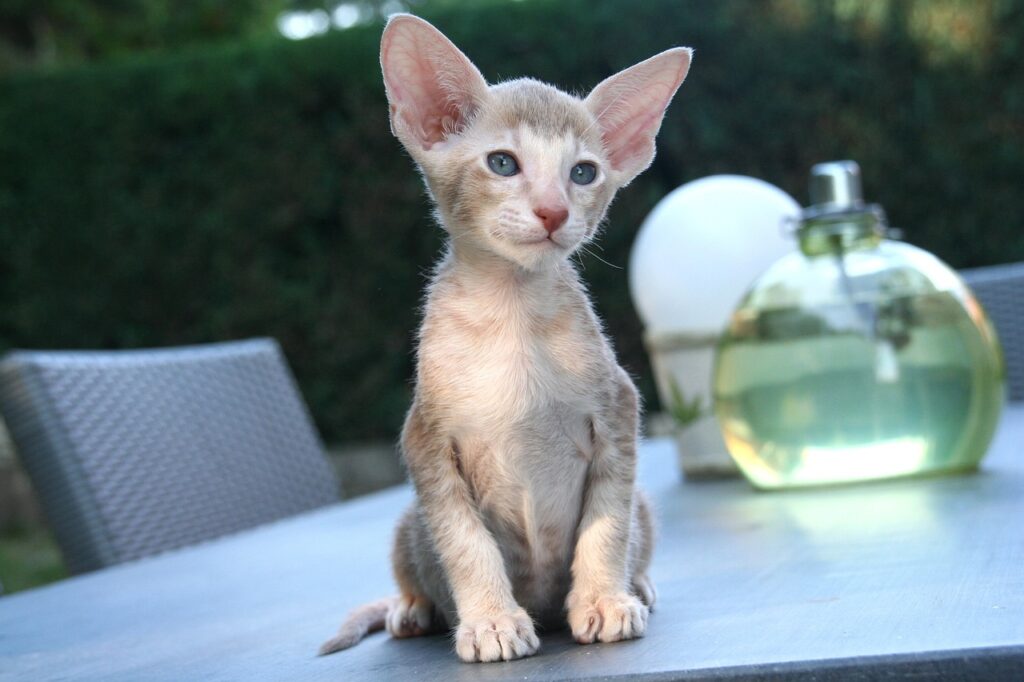 Oriental Shorthair atop a dining table