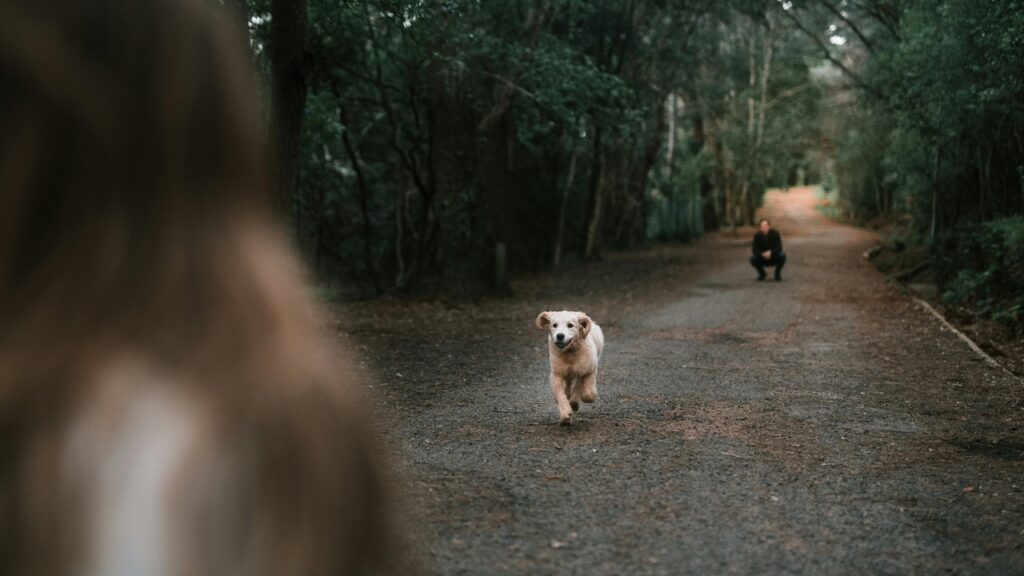 Mistakes that worsen your dog behavior