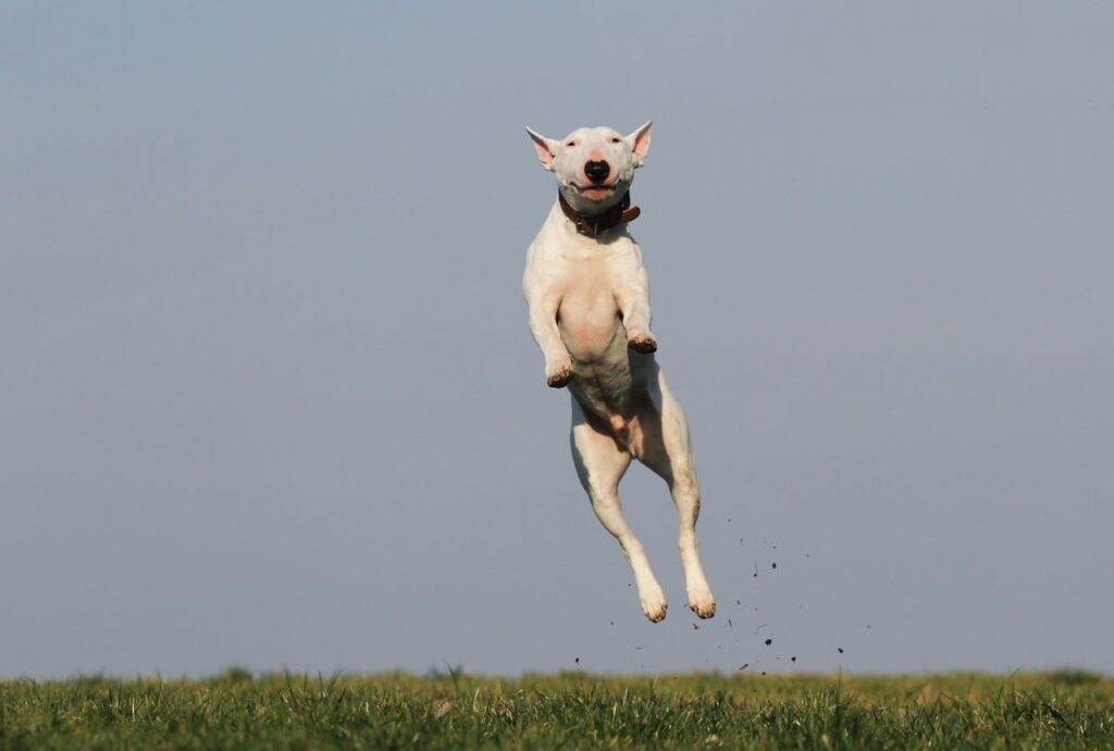 Terrier Jumping