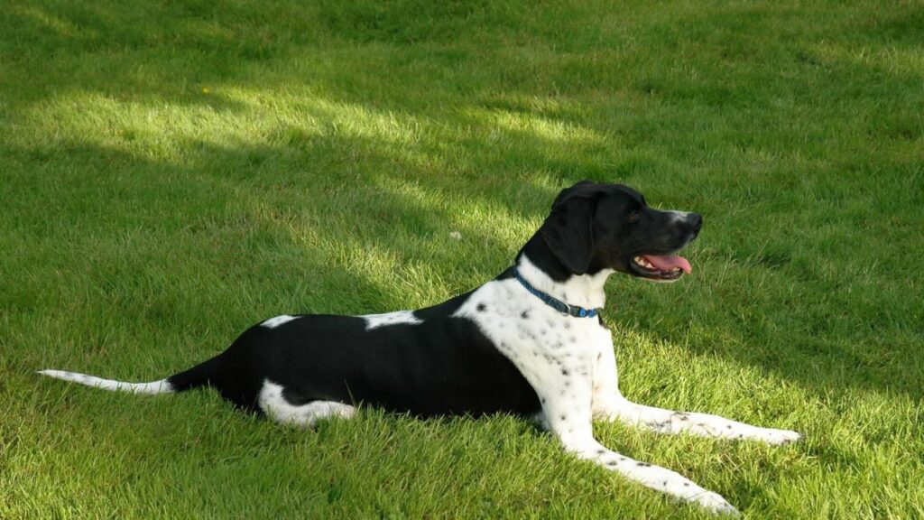 Pointer