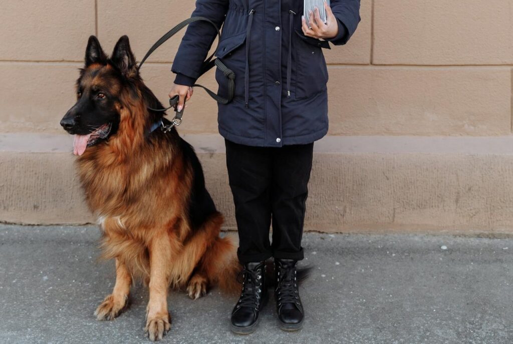 Loyal dog