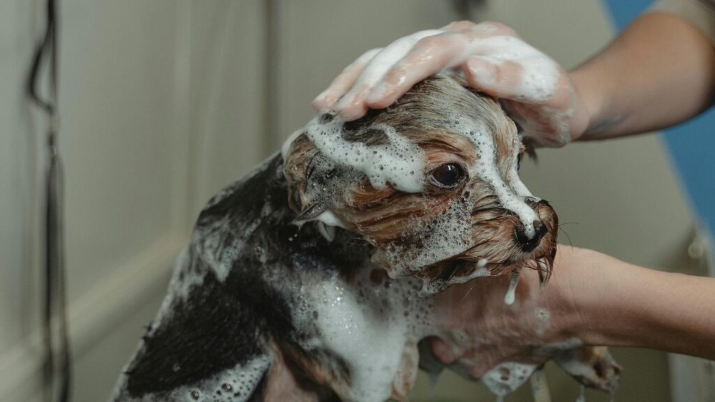 dog bathing
