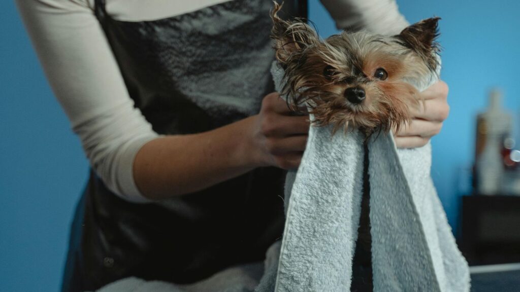 dog wipe