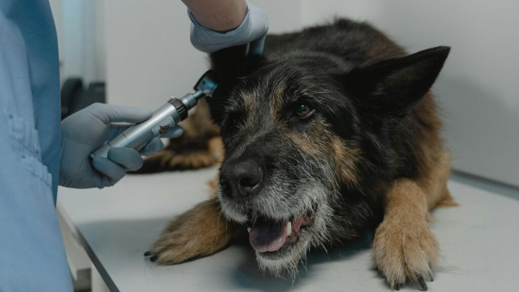 dog vet
