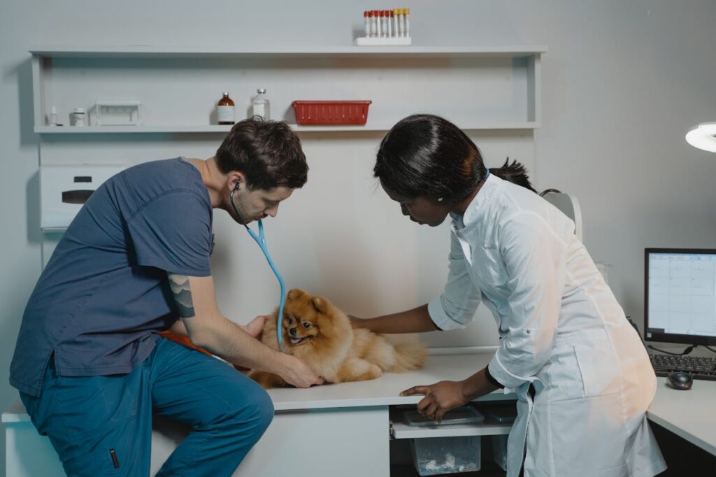 Pomeranian at a vet