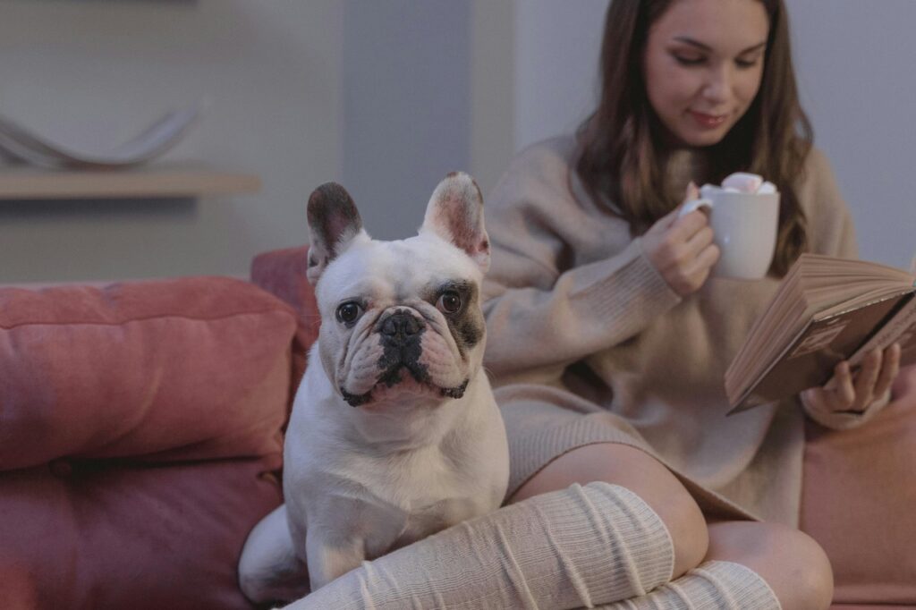 Bulldog next to its owner