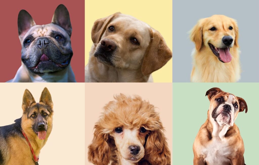 Top Dog Breeds