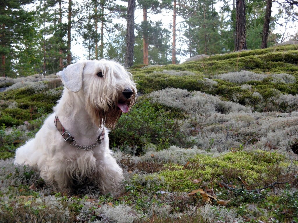 Sealyham Terrier in the woods