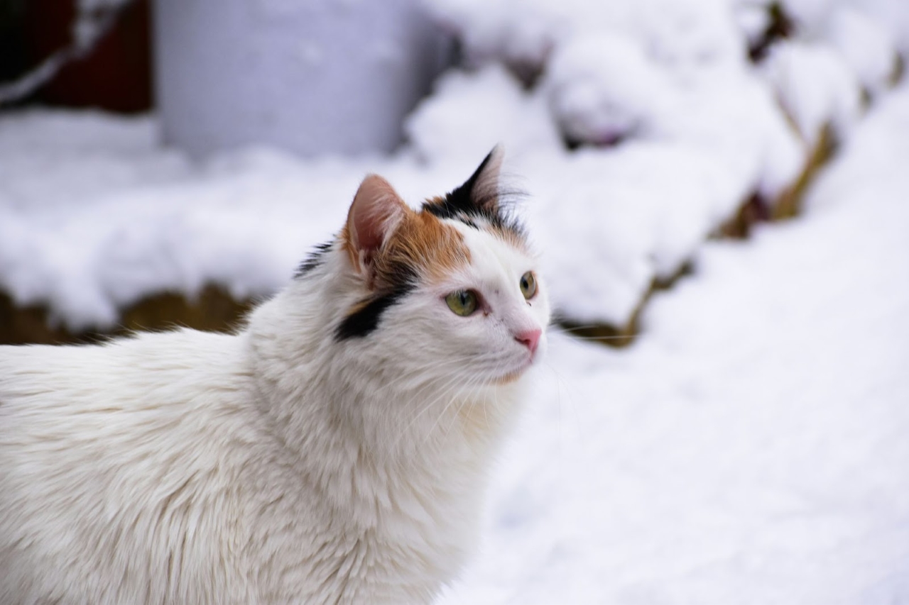 A Turkish Van Cat