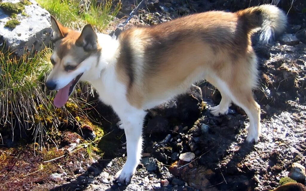 Norwegian Lundehund in the wild