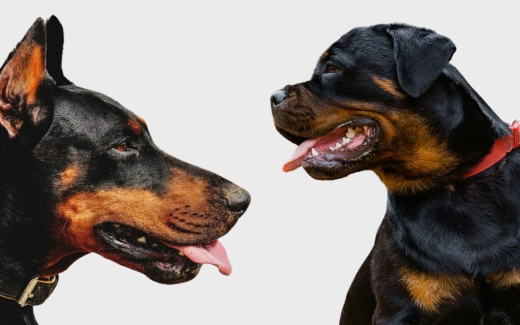 Dobberman and Rottweiler
