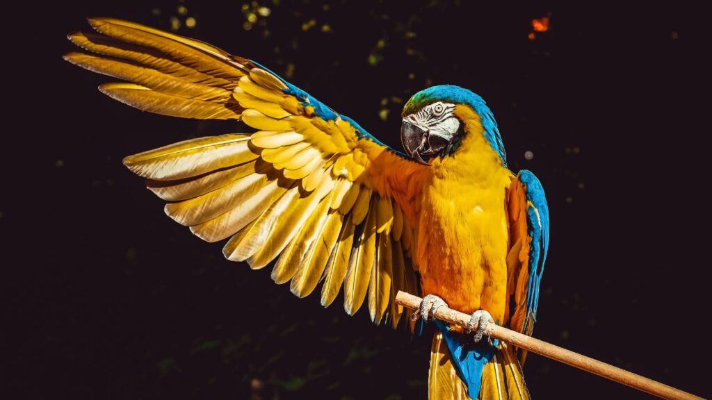macaw