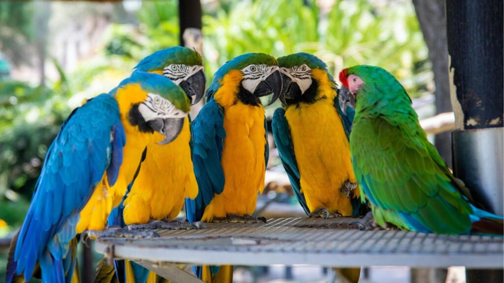 Parrots