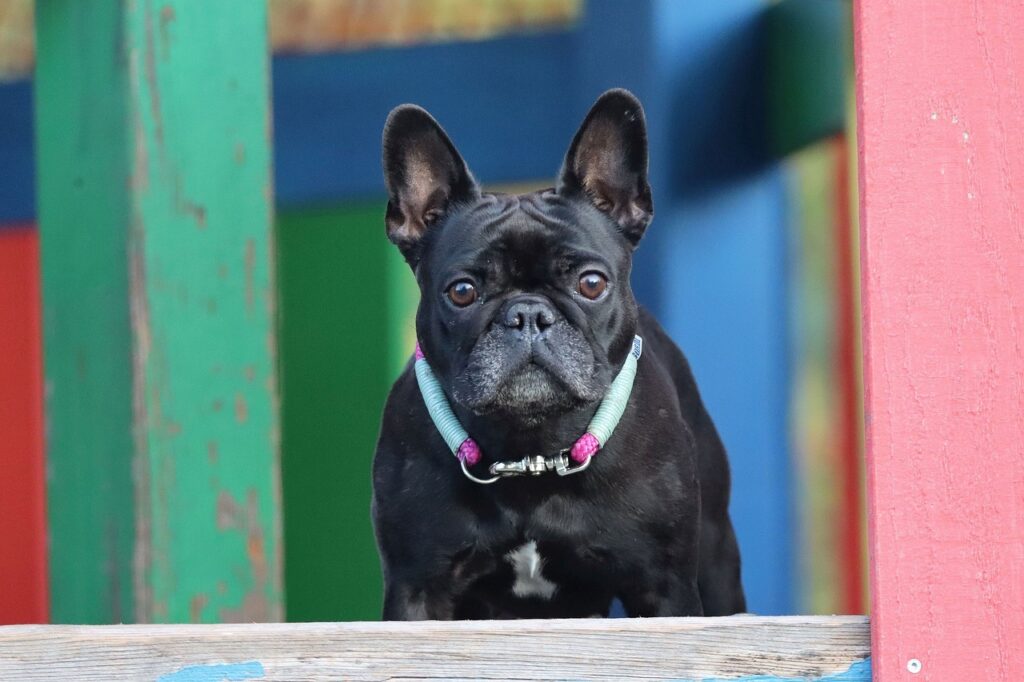 French Bulldog in a colorful setting