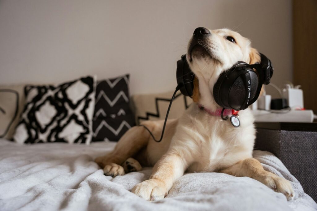 Dog listening to music