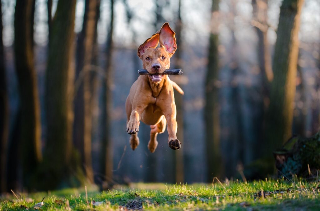 Vizsla hunting dog