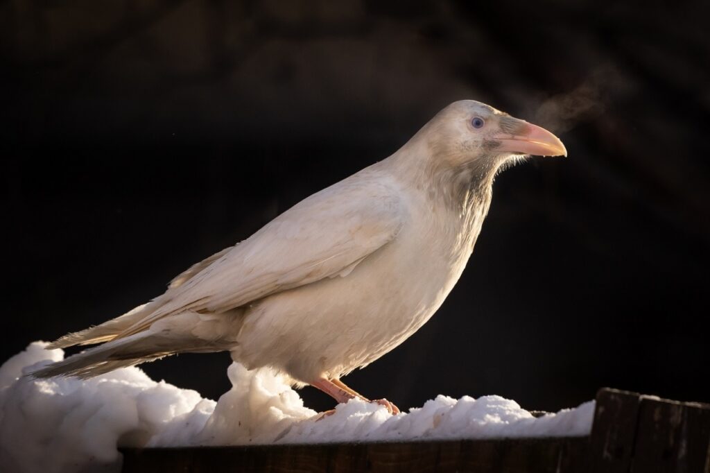 A White Raven 
