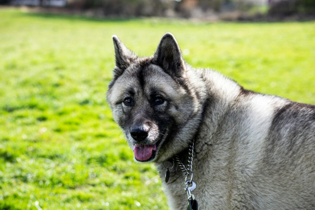 Norwegian Elkhound on the meadows