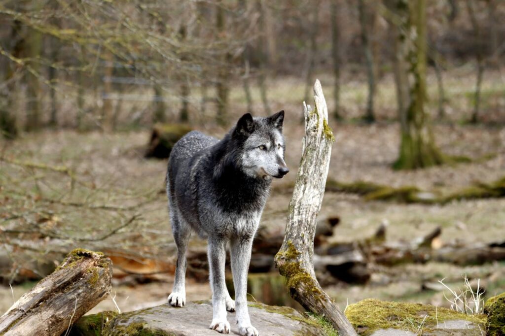 A wolfdog in the woods