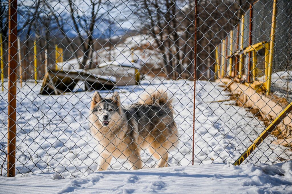 A wolfdog guarding its area