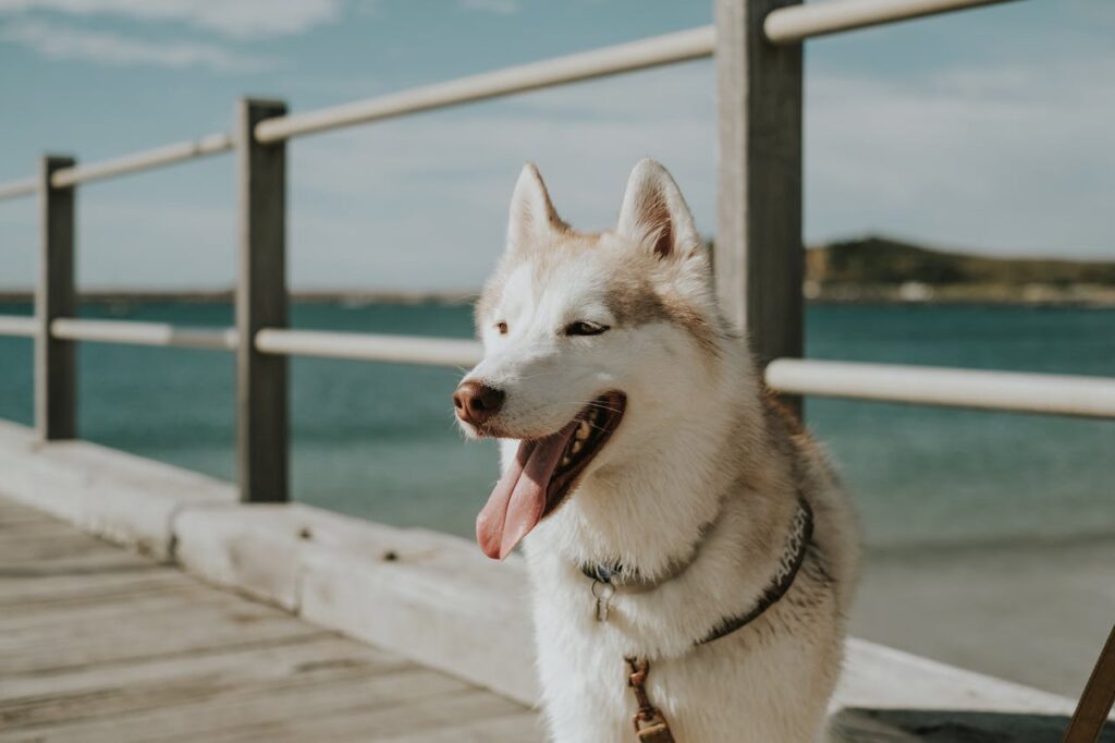 A wolfdog on an outing