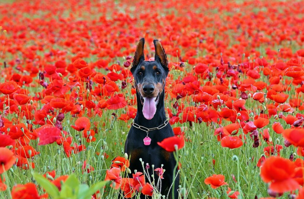 Doberman amongst flowers