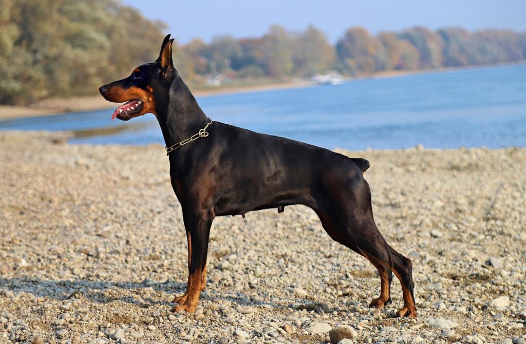 Doberman on the lookout