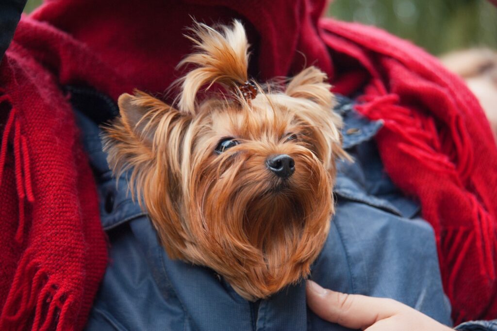 Yorkshire Terrier