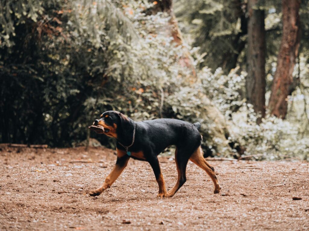 Rottweilers