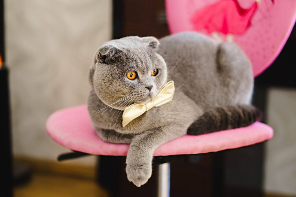 Scottish Fold Cat
