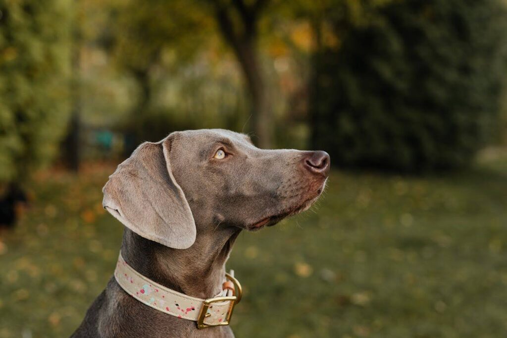 Weimaraner