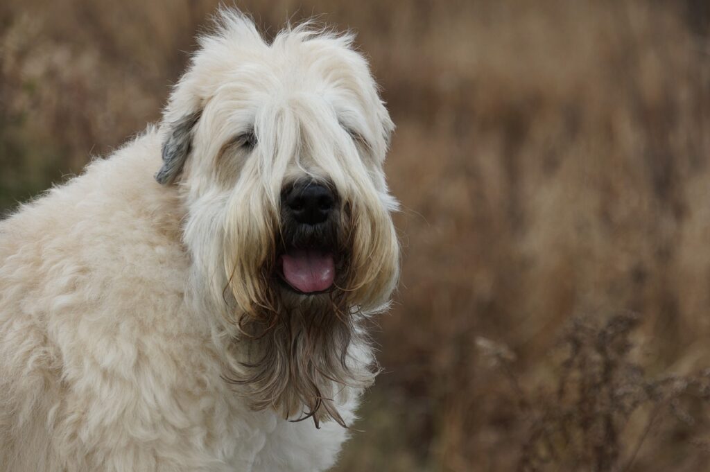 Soft-Coated Wheaten Terrier outdoors