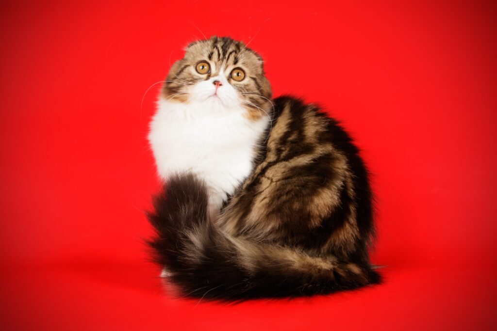 Scottish Fold Longhair