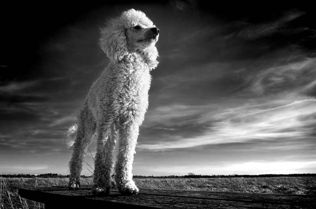 Standard Poodle