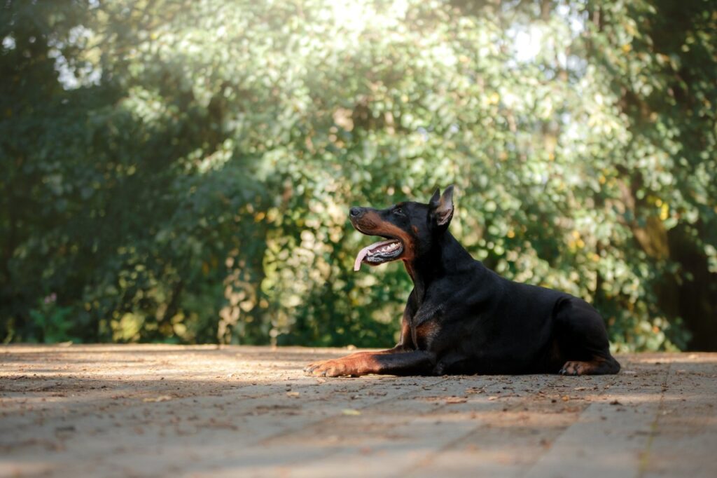 Doberman ready to bark