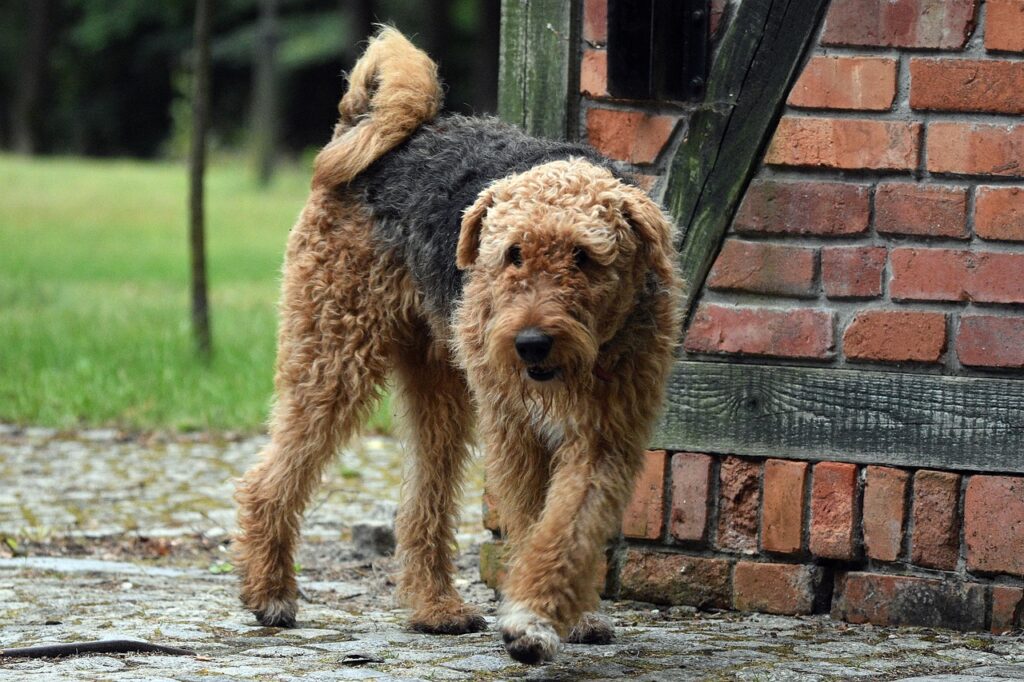 Airedale Terrier on a walk