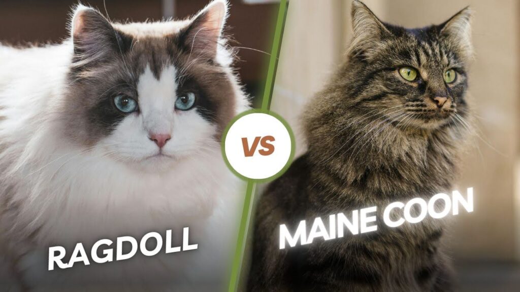 Maine Coon Vs. Ragdoll