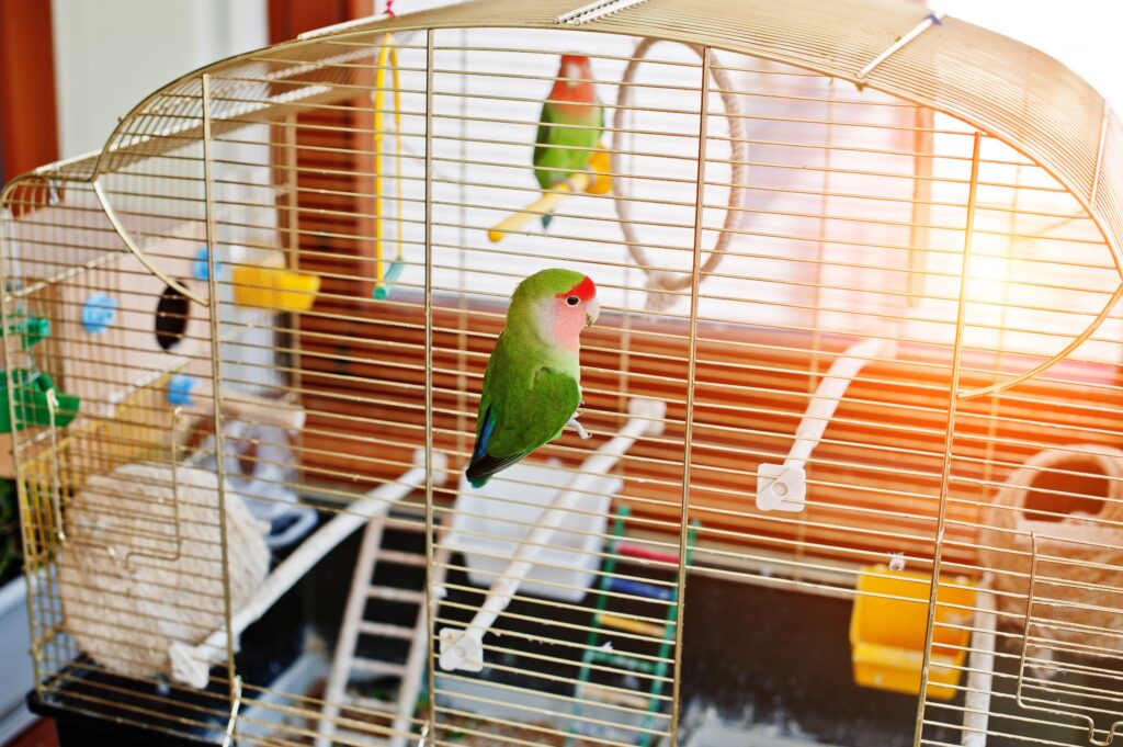 Birds in cage