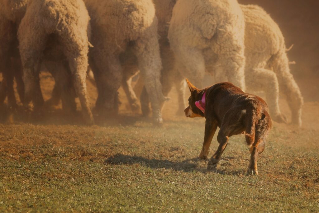 Australian kelpie hearding sheeps