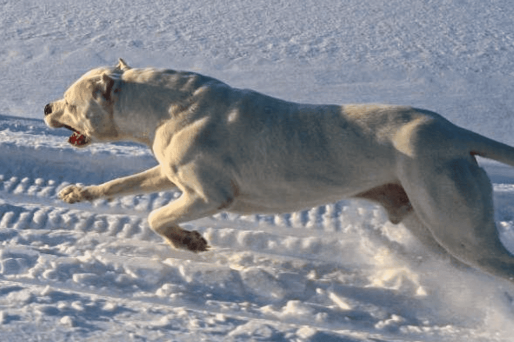 dogo argentino