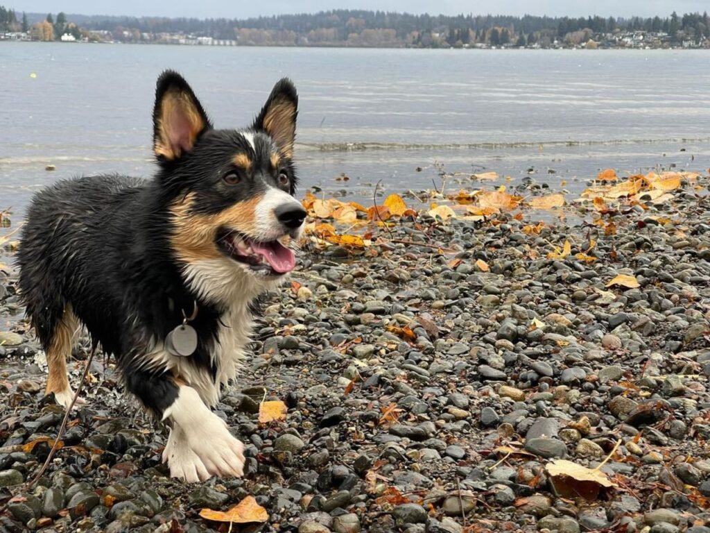 A Corgi at Magnuson Park