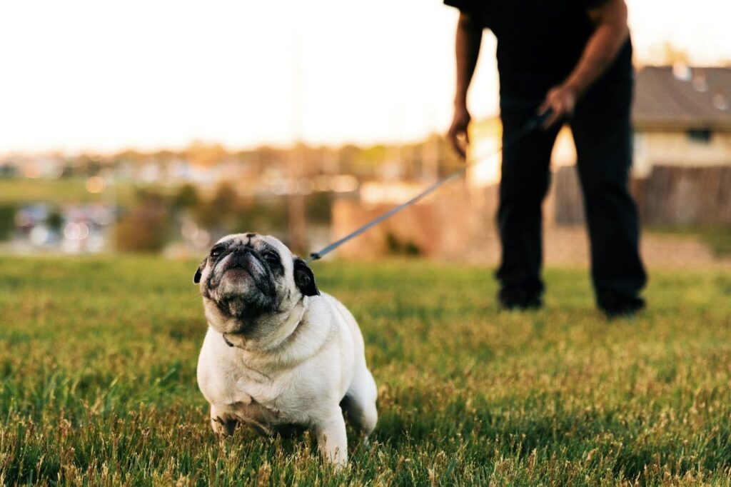Pug in the park