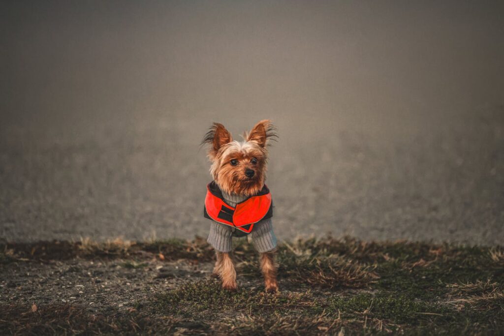 Dog with hairy ears