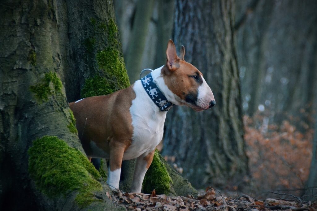 Bull Terrier in the woods