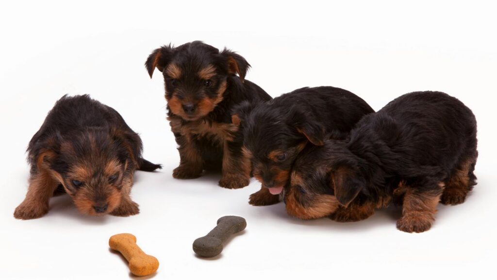 puppies