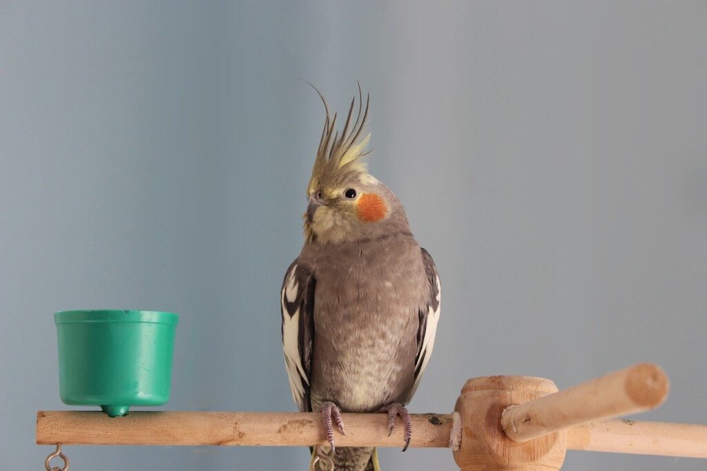 Cockatiel on a wood