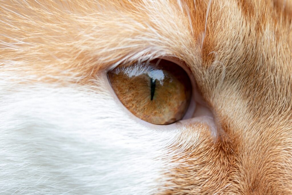 Closeup of copper eyed cat