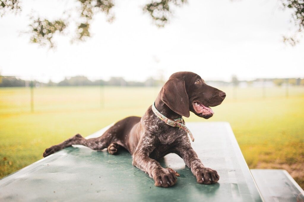 German Shorthaired Pointer resting