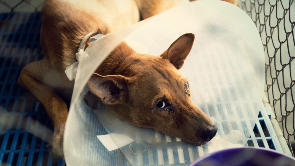 dog with elizabeth collar