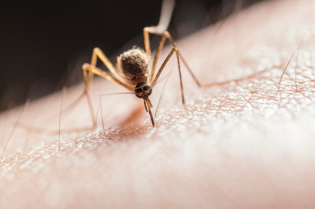 A mosquito bite